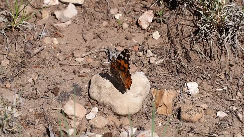 Butterfly painted lady venessa cardui