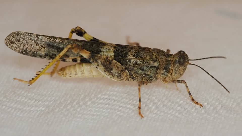 Grasshopper insect locust