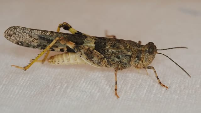 Grasshopper insect locust