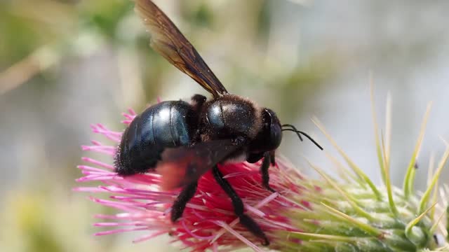 Honey bee insect bee