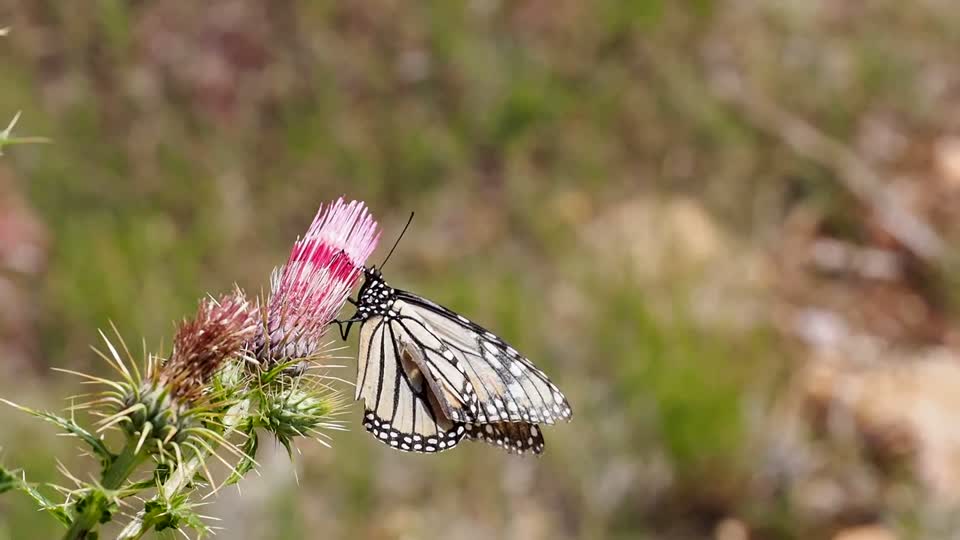 Butterfly flower insect