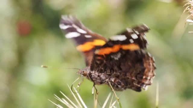 Butterfly flower insect