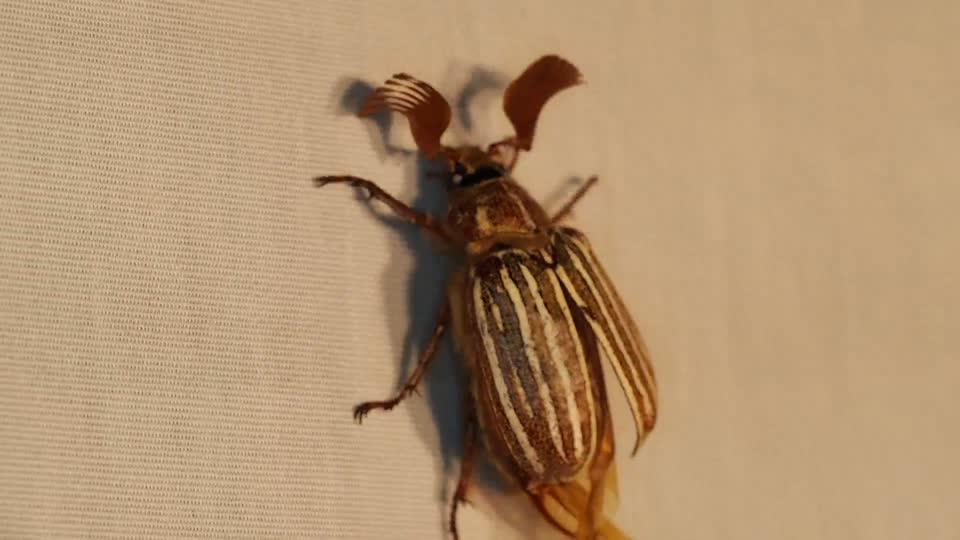 May beetle insect chafer