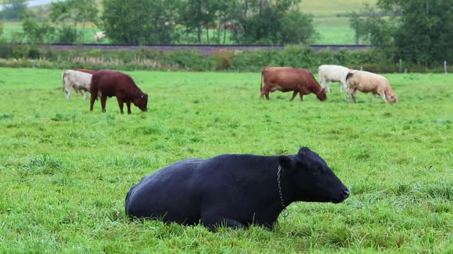 Cows farmland agriculture