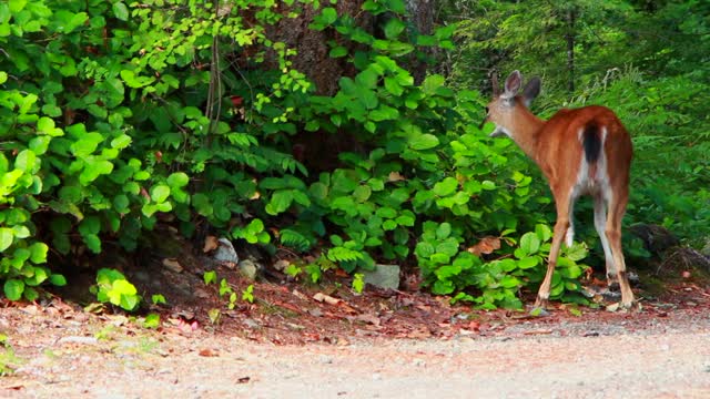 Deer animal food