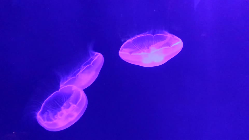 Jellyfish animals ocean