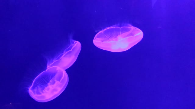 Jellyfish animals ocean