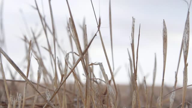Grass dry field