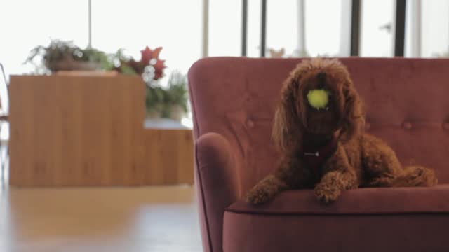Poodle dog tennis ball
