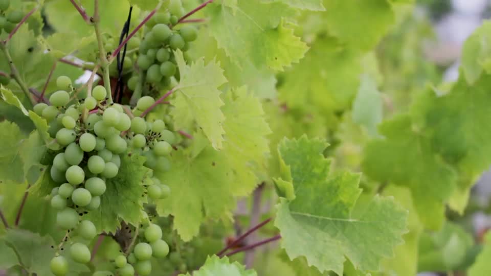Grapes vines plants