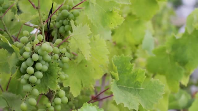 Grapes vines plants