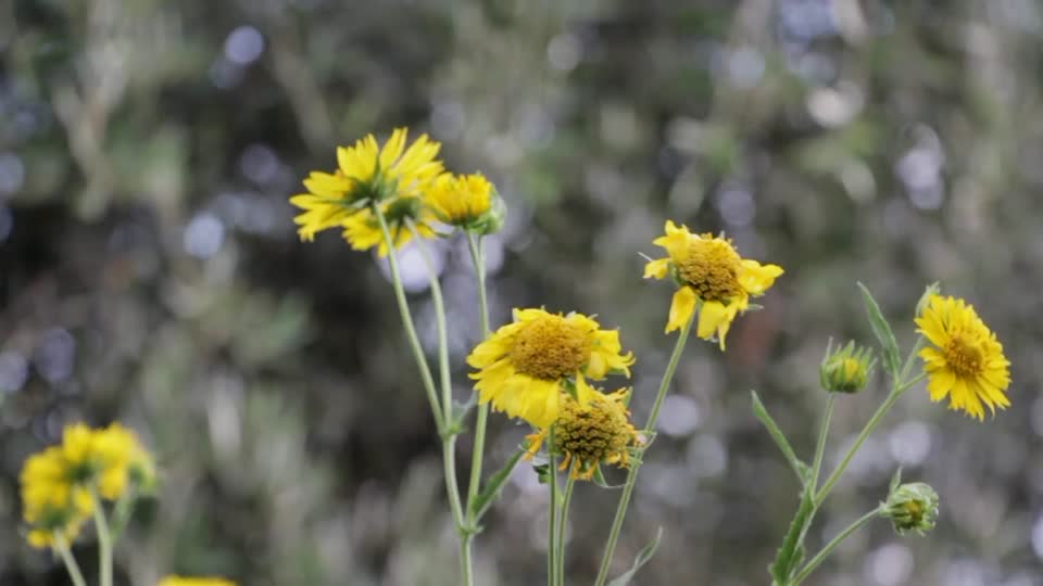 Flowers yellow blossom