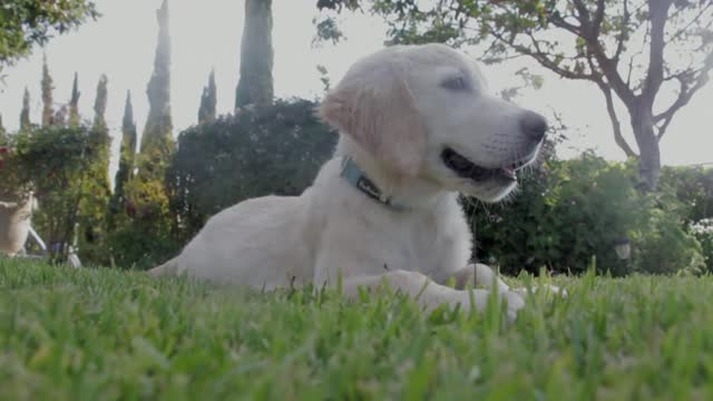 Dog pet canine