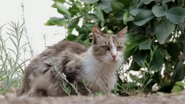 Cat feline animal
