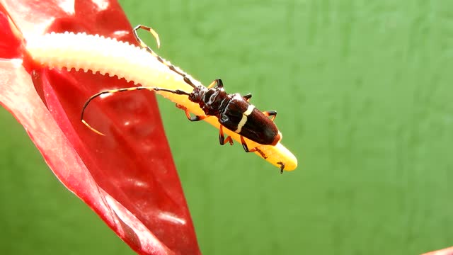 Macro insect yard