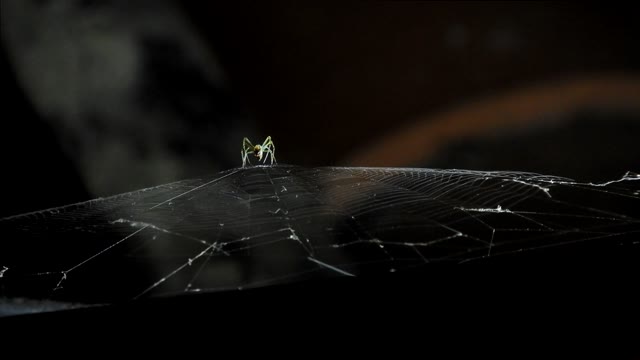 Macro insect web