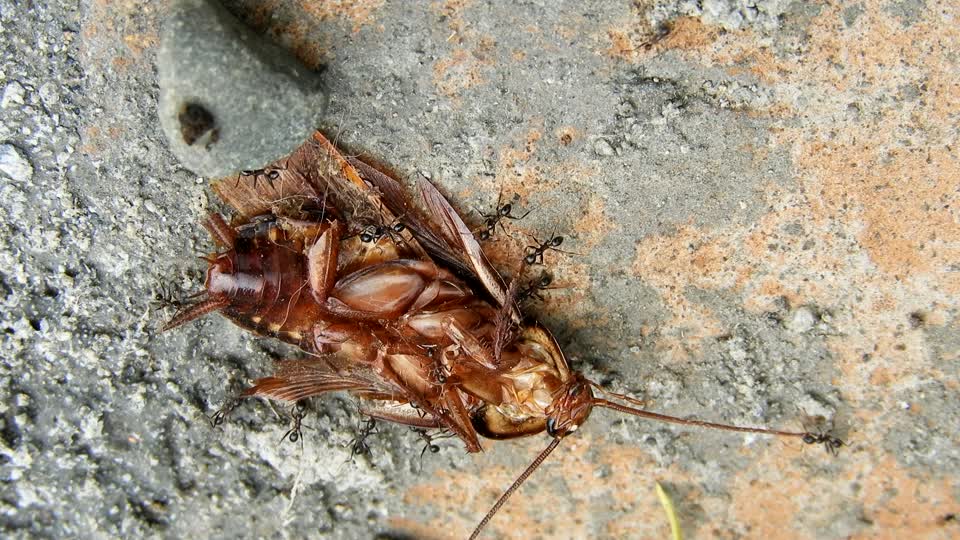 Macro insects work