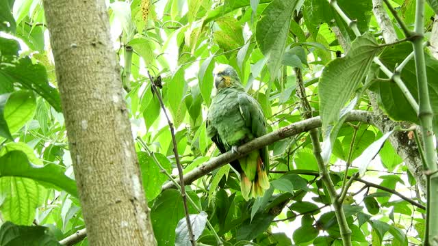 Nature bird trees