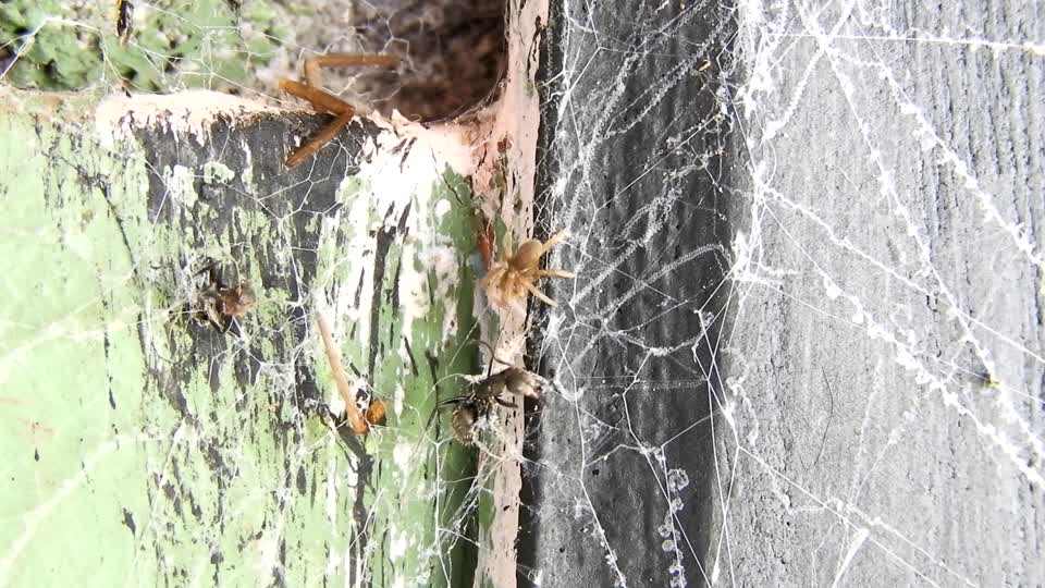 Macro insects spiders