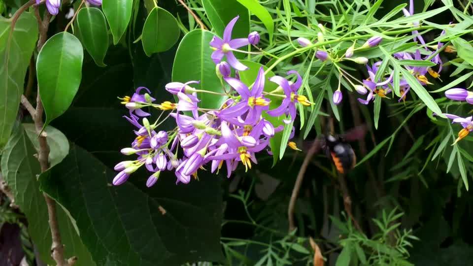 Bumblebee flowers insect