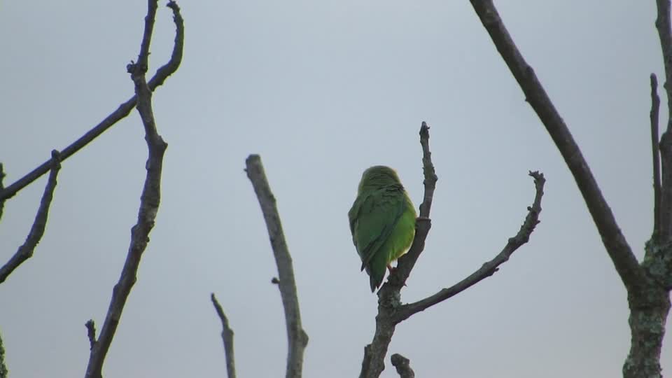 Fauna parrot parakeet