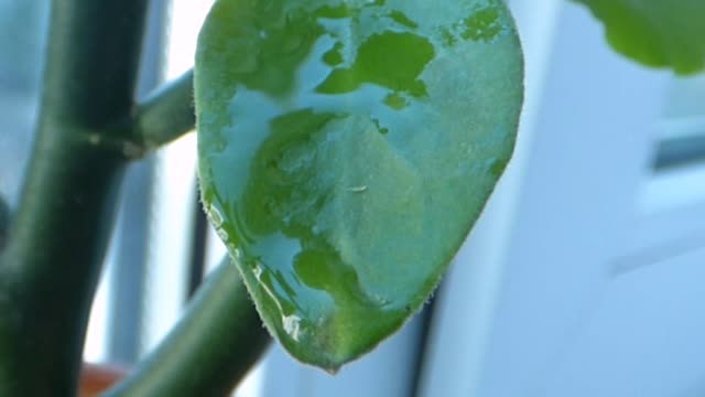 Water foliage sheet