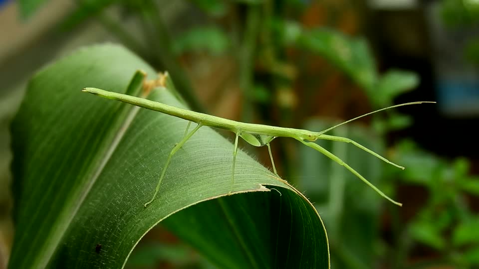 Nature stick insect leaf