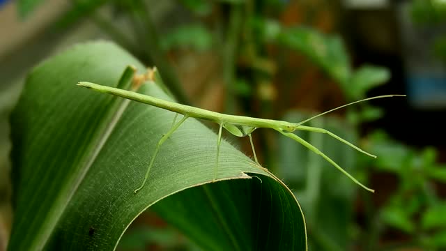 Nature stick insect leaf