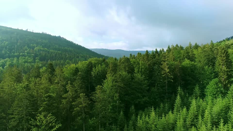 Forest aerial view nature