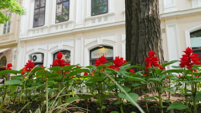 Red street flower