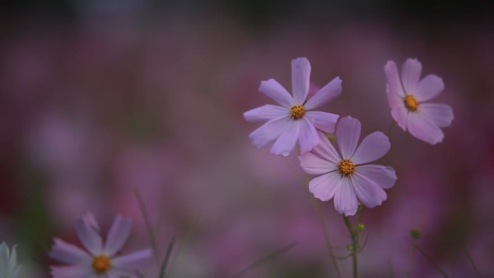 Cosmos flowers wind