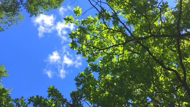 Trees branches leaves