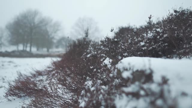 Winter snow cold