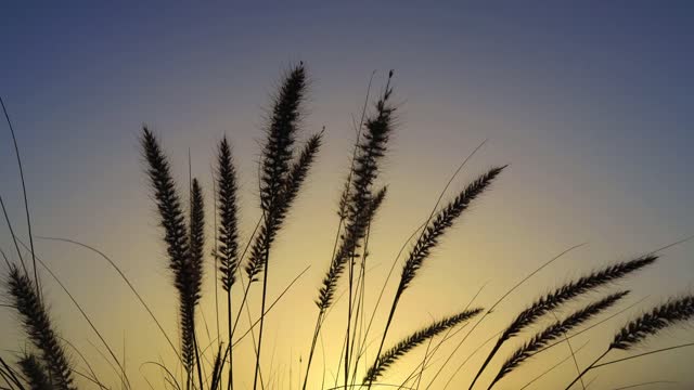 Grass wind sky