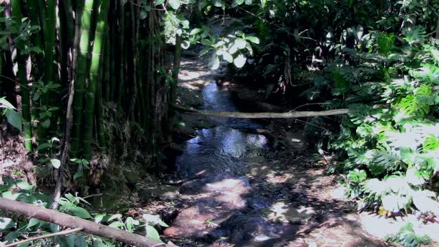 Stream park nature