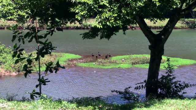 Park nature water