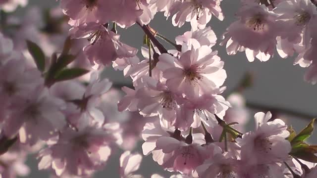 Nature hd flower