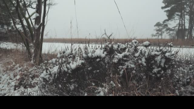 Winter snow cold