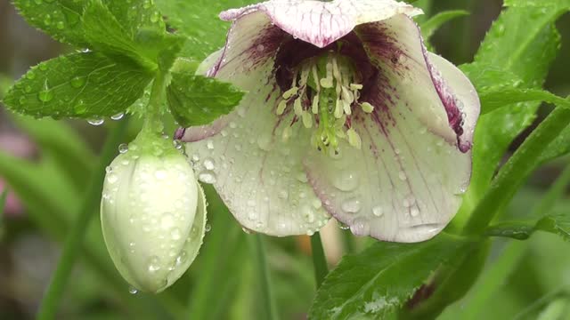 Flowers with raindrops raindrops rain