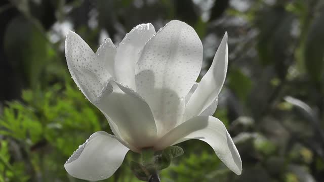 Magnolia flower raindrops
