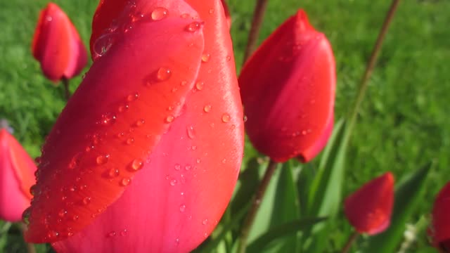 Tulips red flowers blossom