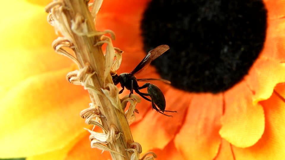 Nature macro insect