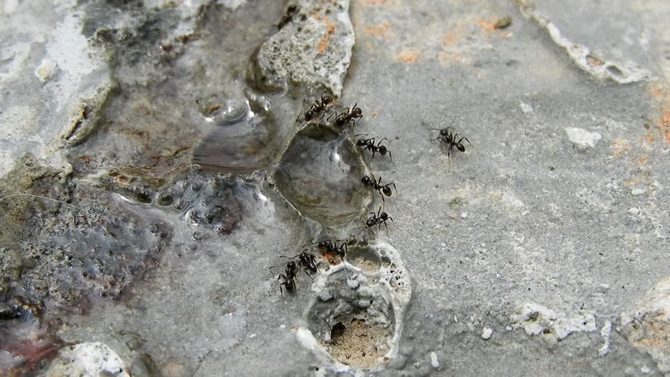 Macro insects ants