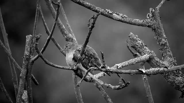 Black and white bird nature