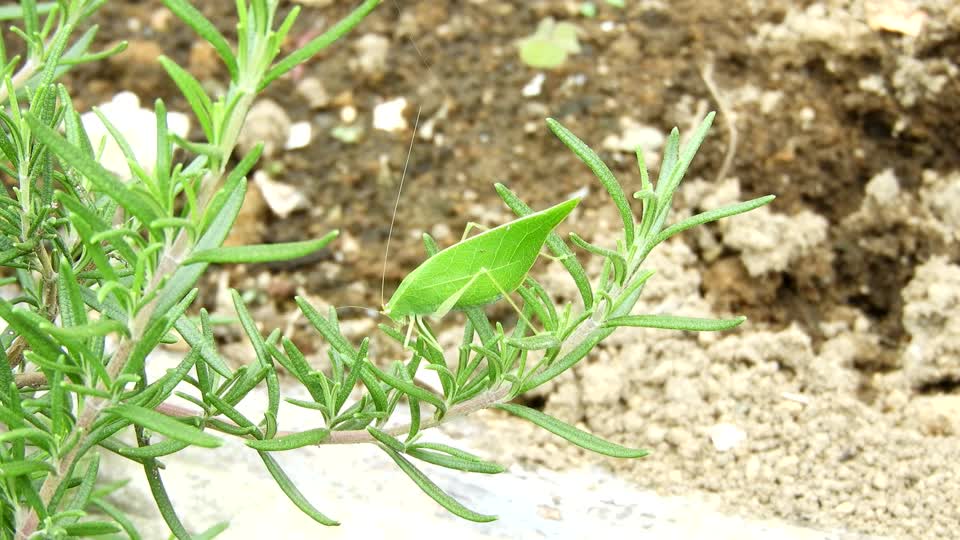 Nature insect grillo sheet