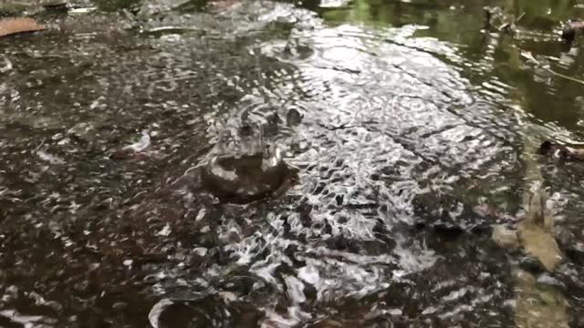 Rain water drops