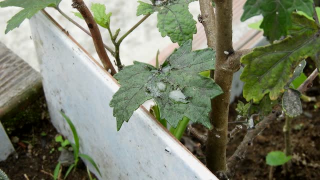 Yard leaf ants