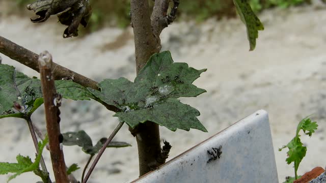 Yard leaf work