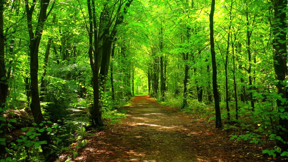 Forest magical romantic