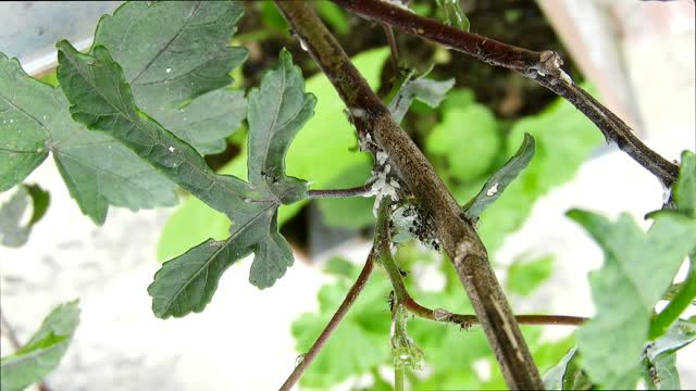 Yard insects ants